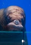 В океанариуме Приморья придумали развлечение для общительного моржа В океанариуме Приморья придумали развлечение для общительного моржа