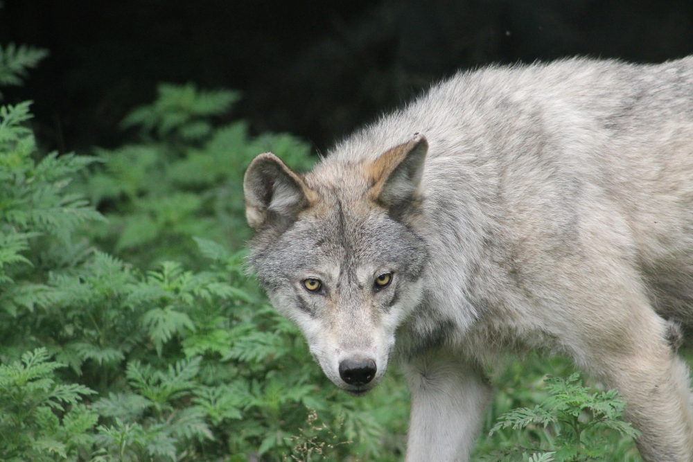 <span class=bg_bpub_book_author>Марья Солунь</span> <br>«Ксюша, это волк!» Как защитить детей от опасных взрослых?