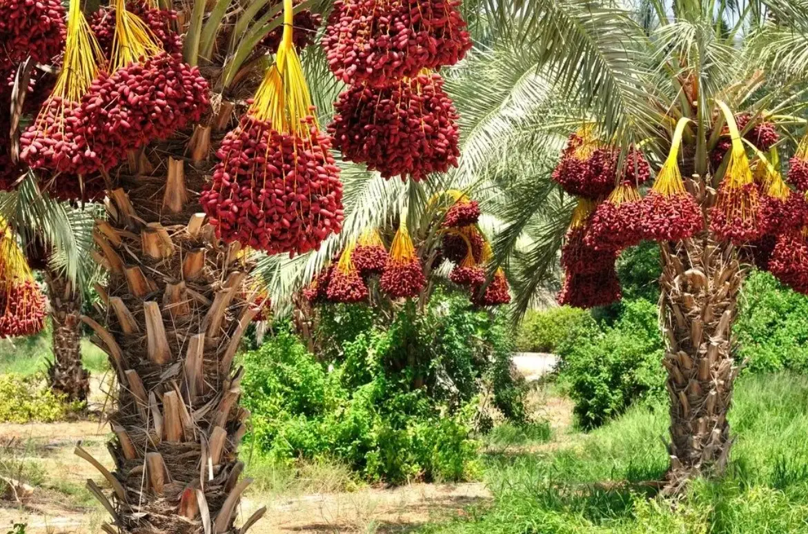 В Израиле выращивают финиковые пальмы из 2‑тысячелетних семян библейских времен