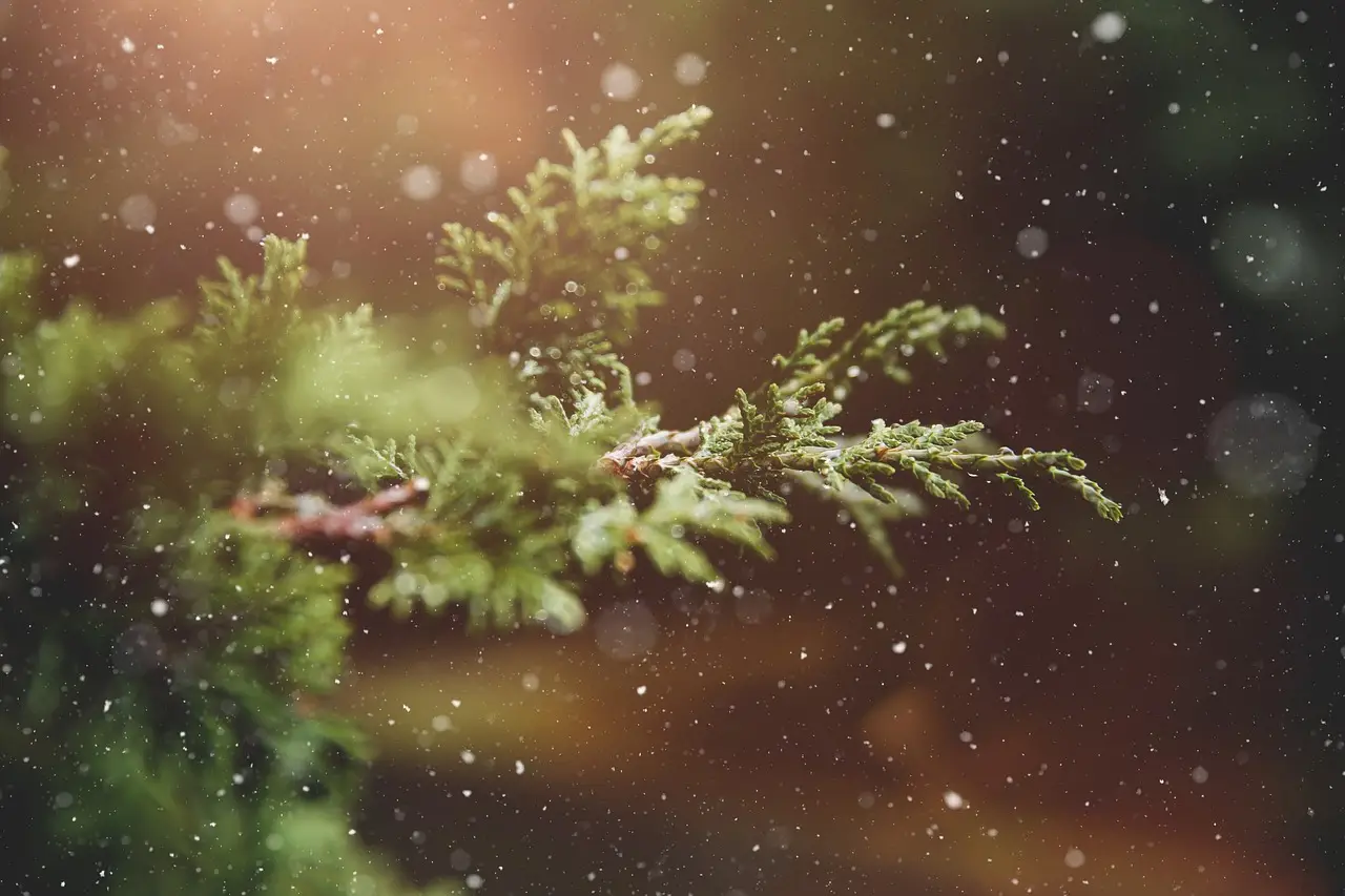 На рождественских елках Киева устанавливают тризубы вместо традиционной вифлеемской звезды