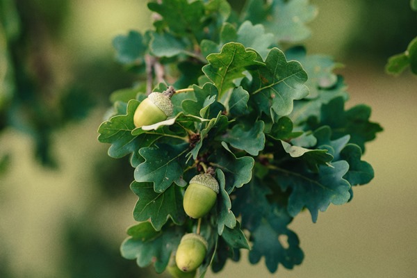 acorns on an oak with leaves closeup fresh shot - Консервированный топинамбур