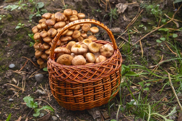 edible mushrooms in a basket vegetarian food food rich in protein and fiber - Жареные опята на зиму