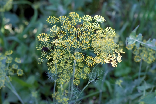 flower of green dill fennel green background with flowers of dill - Консервированный топинамбур