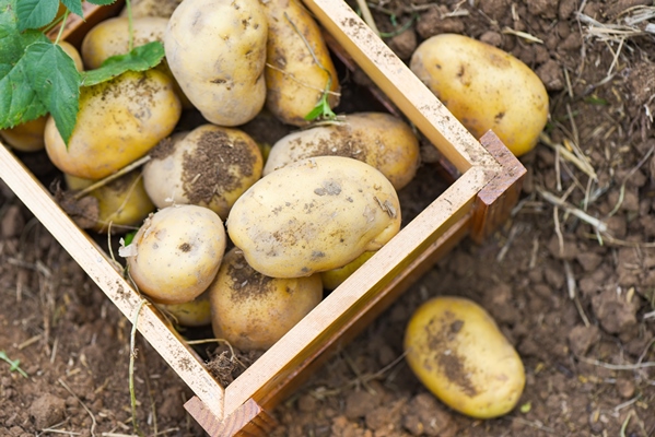 harvest of ripe potatoes in wooden box agricultural products from potato field fresh potato plant - Как лучше сохранить продукты?