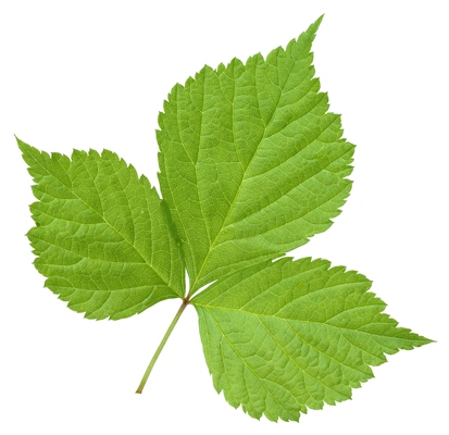 kostyanika green leaves isolated on a white background - Варенье из костяники