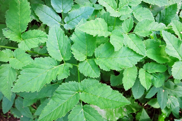 plant goutweedglagueaiseweed green background in the forest - Витаминный винегрет со снытью