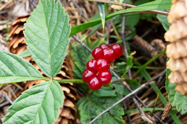 red edible berries in the forest on a bush rubus saxatilis useful berries with a delicate pomegranate taste on a branch - Варенье из костяники