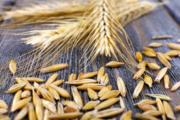 rye grains and ears on table closeup - О полезном домашнем хлебе