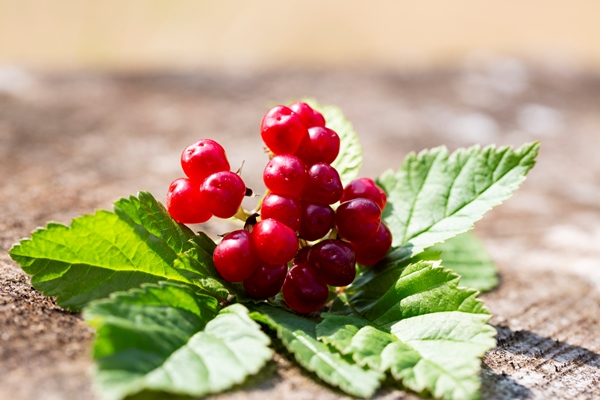 sweet red and ripe stone bramble berries in summer nature rubus - Варенье из костяники