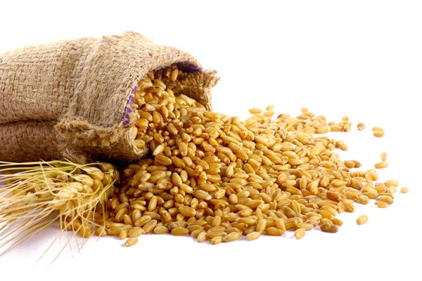 wheat grain in bag - Сочиво