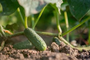 young fresh green cucumbers grow garden in open ground on brown soil background copy space - Огурцы солёные с красной смородиной