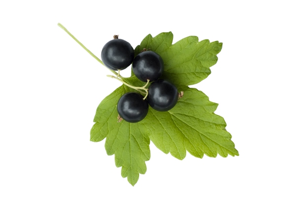 black currant leaves with berries on a white background isolate - Маринованные опята