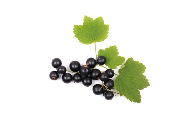 black currant with leaf isolated on white background - Горячий засол грибов
