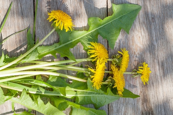 dandelion flowers on garden table - Салат из крапивы и одуванчика