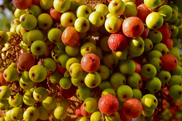 ficus sycomorus ficus racemosa sycamore figs clusters of ripe figs on tree - Библия о пище