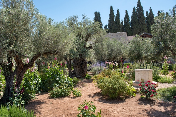 gethsemane garden mount of olives jerusalem israel - Библия о пище
