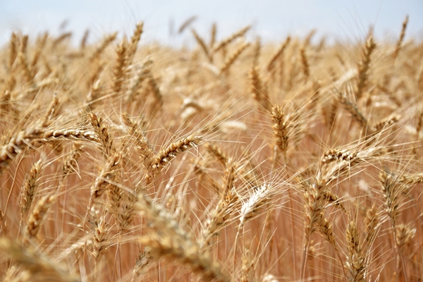 growing wheat in wind - Библия о пище