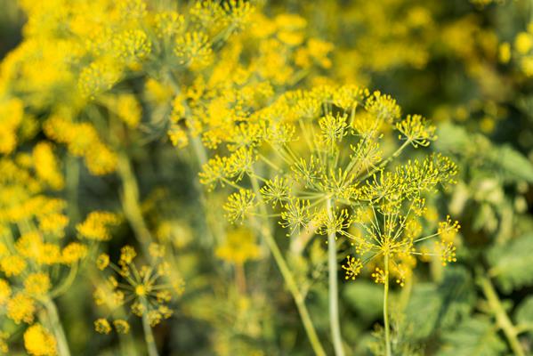 healthy farming concept plants field - Маринованные грибы на зиму