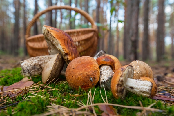 mushroom - Маринованные боровики, подберезовики и подосиновики