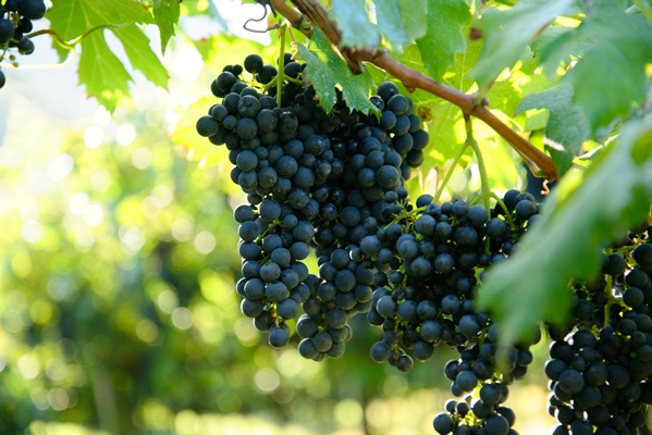 selective focus shot of fresh ripe juicy grapes growing on branches in a vineyard - Библия о пище