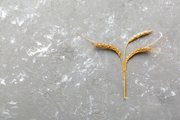 sheaf of wheat ears close up and seeds on colored background natural cereal plant harvest time concept top view flat lay with copy space world wheat crisis - Библия о пище