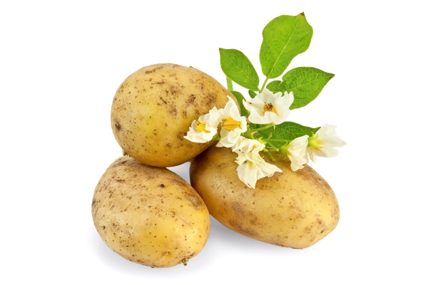 three yellow potato tuber with a flower and green leaf isolated on white background - Постные картофельные блинчики