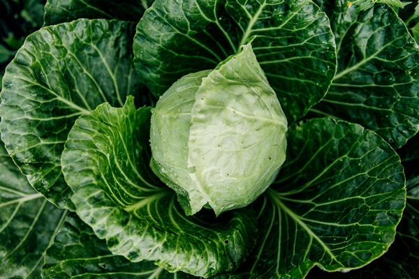 a head of green fresh cabbage grown in the garden - Салат из отварной капусты