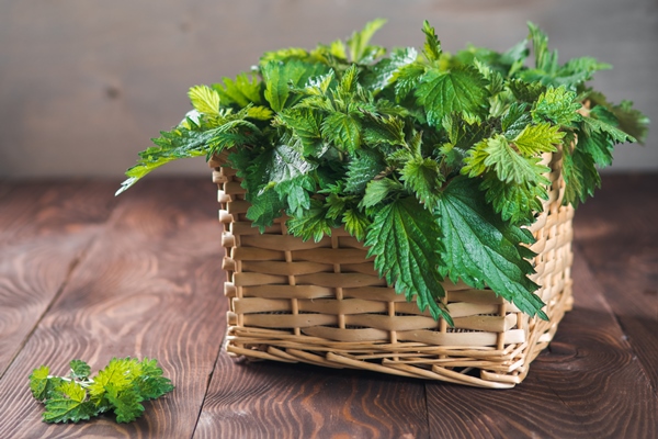 basket of fresh stinging nettle leaves on wooden table nettle leaf with copy space vertical - «Зелёный» суп с крапивой