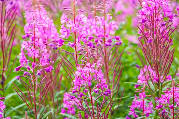 beautiful pink purple blossoms of chamaenerion angustifolium flowers or fireweed or willow herb - Суп с корневищами иван-чая