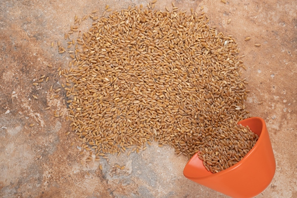 bunch of barley with red bowl on orange space - Солодовое сусло