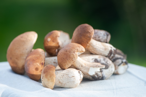 chic porcini mushrooms on the table on a natural green background - Начинка для пирога со свежими грибами