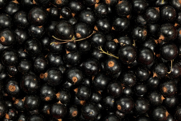 close up top view on freshly picked blackcurrant ribes nigrum berries - Черносмородиновый морс