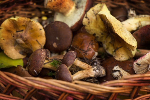 fresh forest mushrooms in a basket on a background of autumn leaves - Картофельные ломтики с грибами