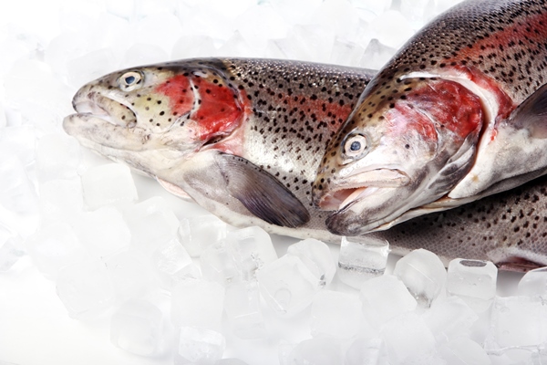 fresh trout on ice isolated on white - Форель варёная