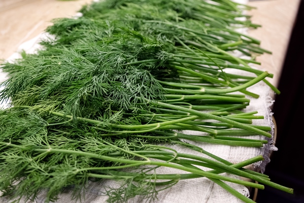 fresh washed green dill sprigs on the kitchen table - Суп грибной, постный стол
