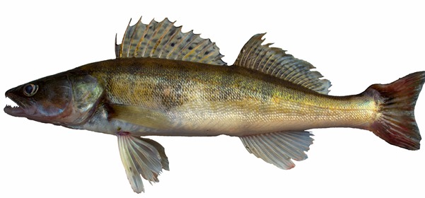 freshwater pike perch fish isolated on white - Рулет из рыбного фарша, постный стол