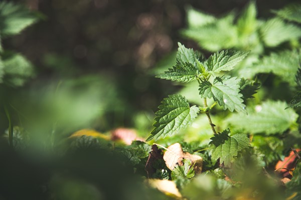 green stinging nettle close up texture healing medical plant - Салат «Витаминный» с крапивой