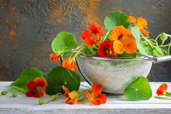 harvested nasturtium flowers and leaves in strainer on white wooden table copy space - Салат из настурции с картофелем