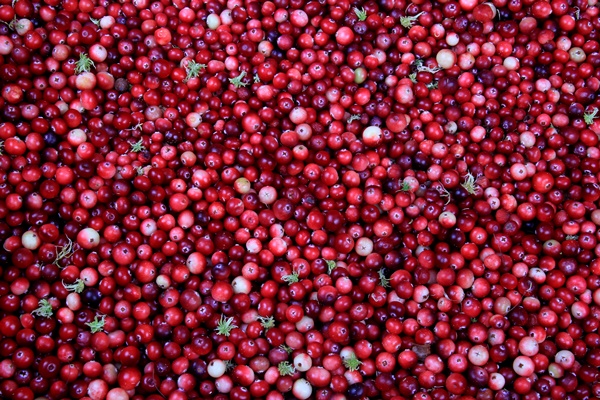natural cranberry background with green moss red berry background - Клюквенный или яблочный морс с морковным соком