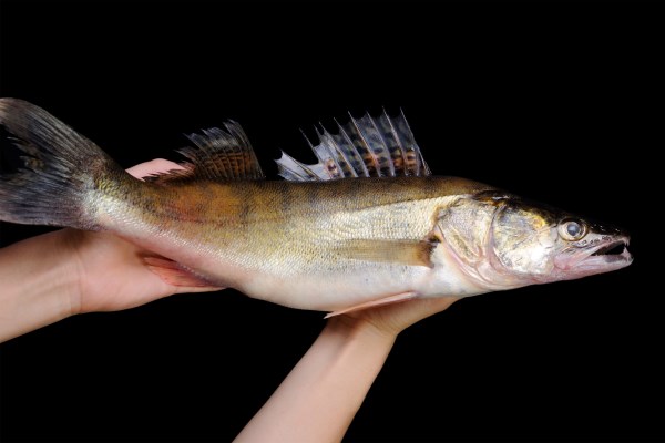 raw fish pike perch in hands on a black background - Судак с гренками и картофелем