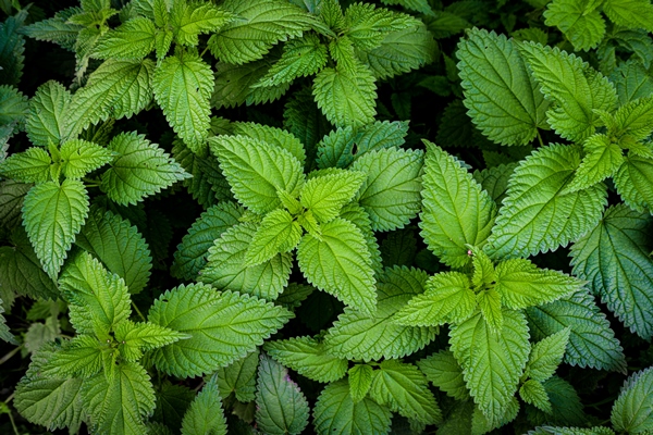 stinging nettle leaves as background green texture of nettle top view - Начинка для пирожков с крапивой