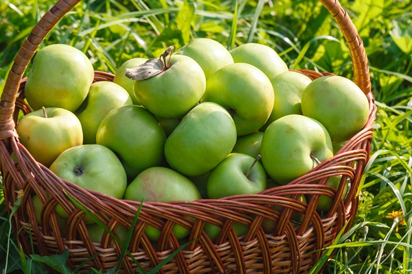 apples antonovka - Осенний квас