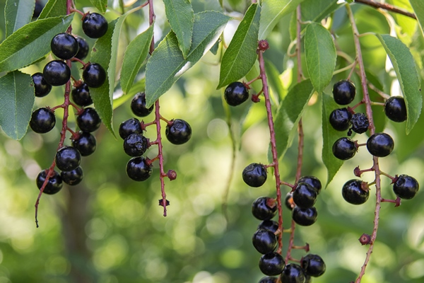 bird cherry berries on branch with green leafage - Сенокосный квас