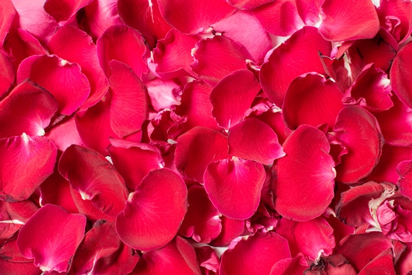 close up set of red rose petals - Розовый квас