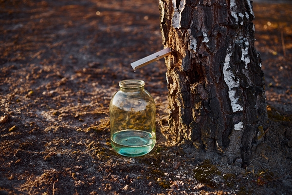 closeup of a jar of birch sap near a birch tree at sunset - Чертановский квас