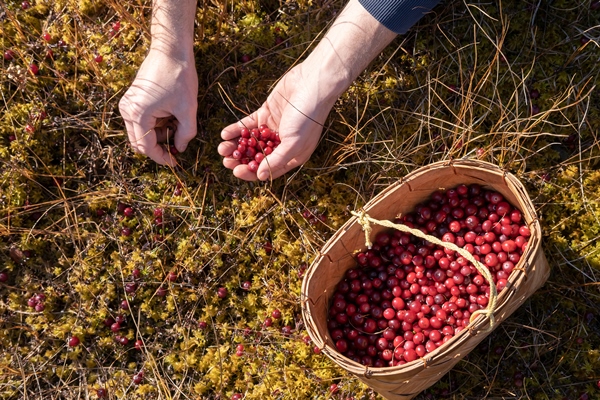 collect ripe cranberry and put them in a basket seasonal harvest of autumn berries in moss in swamp - Мамин квас