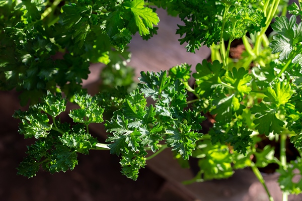 curly parsley leaves closeup in the garden - Суп из свежих помидоров с капустой