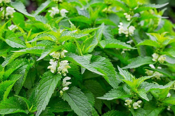 dense thickets of nettle during her flowering - Ботвинья с рыбой