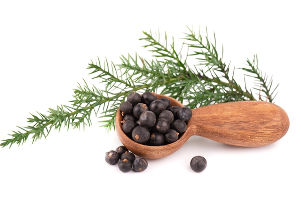 dry juniper berries with a green branch - Клюквенный квас с можжевеловыми ягодами