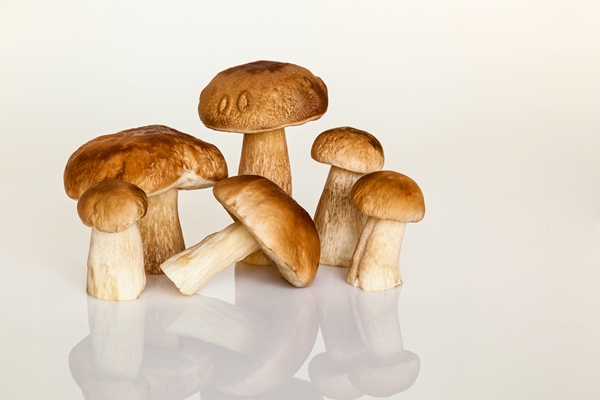 forest white mushroom on a white background autumn is the time to collect forest mushrooms fresh mushrooms on the table - Щи с грибами